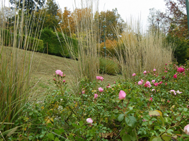 Plantation dans l'Ain 01