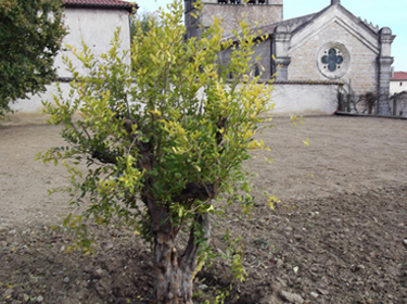 Plantation dans le Rhône 69